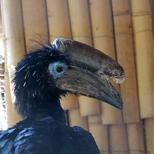 Black-casqued Hornbill
