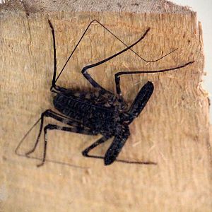Tanzanian Tailless Whipscorpion