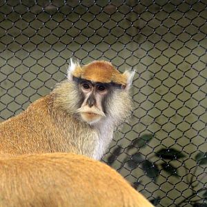 Patas Monkey