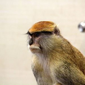 Patas Monkey