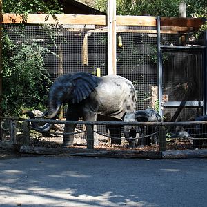 African Plains Exhibit