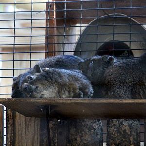 Rock Hyrax