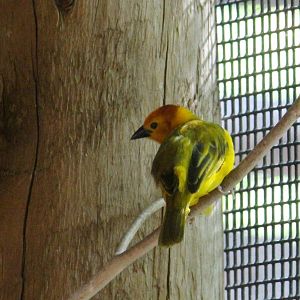 Taveta Golden Weaver