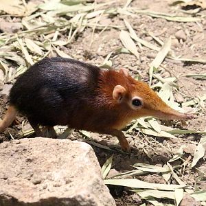 Black and Rufous Elephant-Shrew