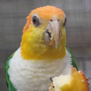 White-bellied parrot