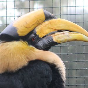 Great indian hornbill