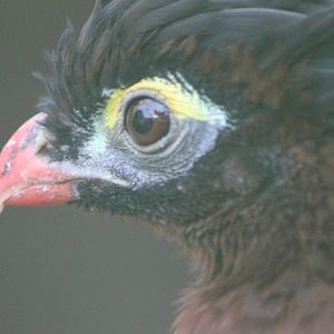 Nocturnal curassow