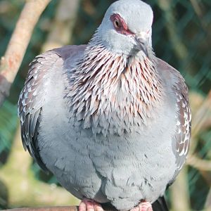 Speckled pigeon