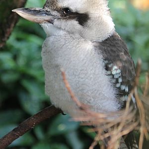 Kookaburra