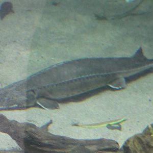 Shovelnose sturgeon