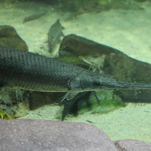 Longnose gar