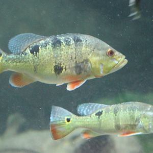 Peacock bass chiclids