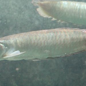 Silver arowana