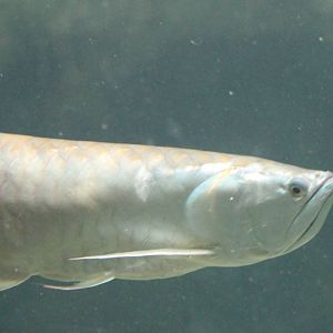 Silver arowana