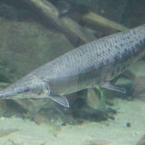 Longnose gar