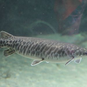 Spotted gar