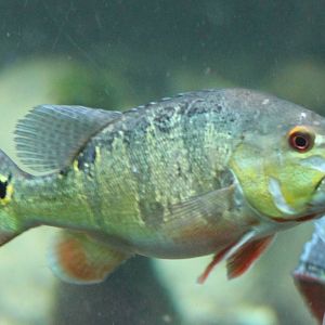 Peacock bass chiclid