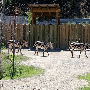 Hartmann's Mountain Zebra