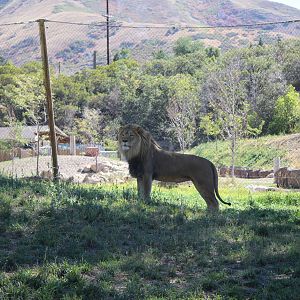 South African Lion