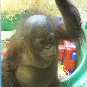 Bornean Orangutan