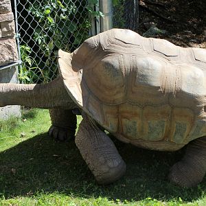 Aldabra Tortoise