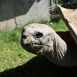 Aldabra Tortoise