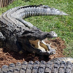 Siamese Crocodile
