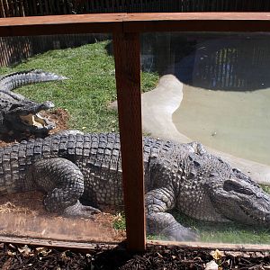 Siamese Crocodile