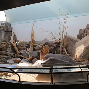 Sonoran Desert Exhibit