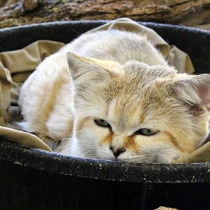 Arabian Sand Cat