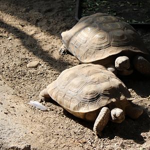 California Desert Tortoise