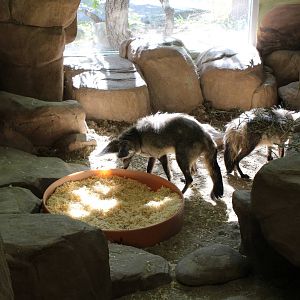 Bat-eared Fox