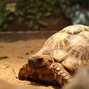 Indian Star Tortoise