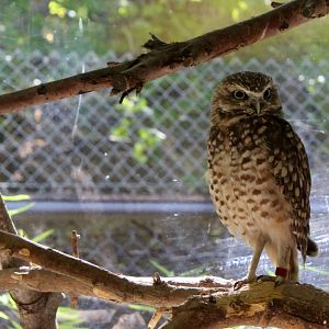 Burrowing Owl
