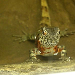 Chinese Crocodile Lizard