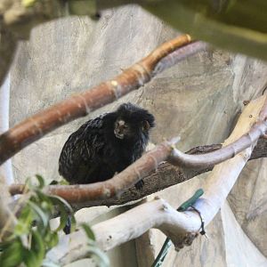 Wied's Marmoset
