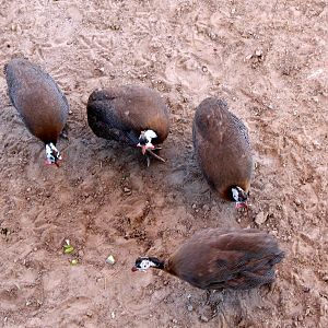 Helmeted Guineafowl