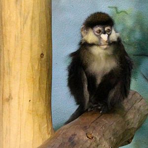 Schmidt's Red-tailed Monkey