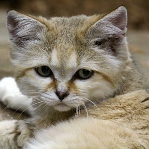 Arabian Sand Cat