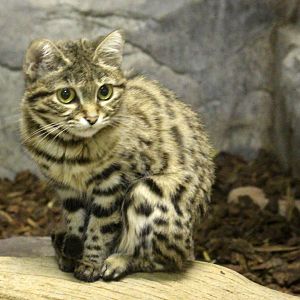 Black-footed Cat