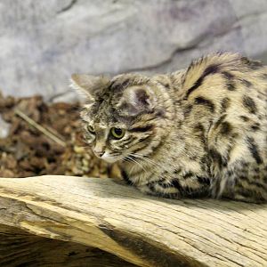 Black-footed Cat