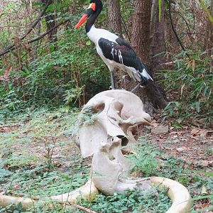 Sep. 2015 - Jungle Trails - Saddle-billed Stork + Elephant Skull