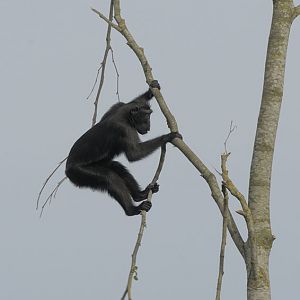 Testing a tree to destruction