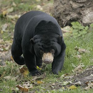 Sun bear, Milli