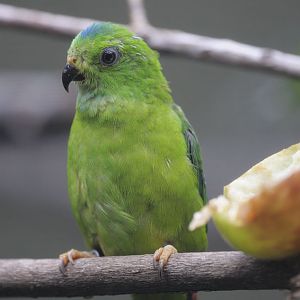 Blue-crowned hanging parrot