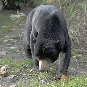 Sun bear, Toni