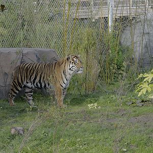 Sumatran tiger, Fabi
