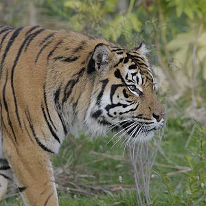 Sumatran tiger, Fabi