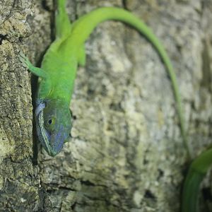 Allison's anole, September 2015