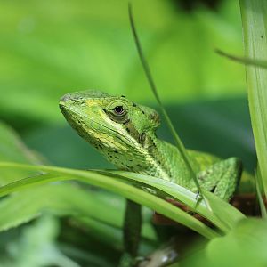 Cone-headed lizard, September 2015